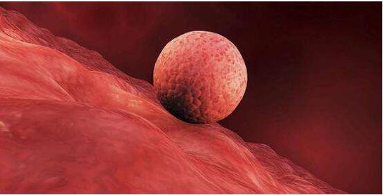 守护生命起源的健康：如何破解人类生育力下降难题