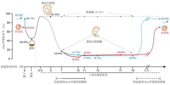 守护生命起源的健康：如何破解人类生育力下降难题